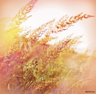 Picture of Beautiful high grass - closeup